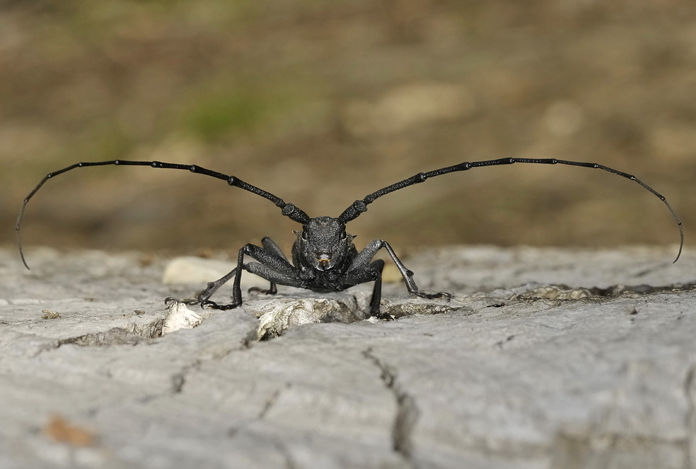 Morimus asper (con antenne esagerate)